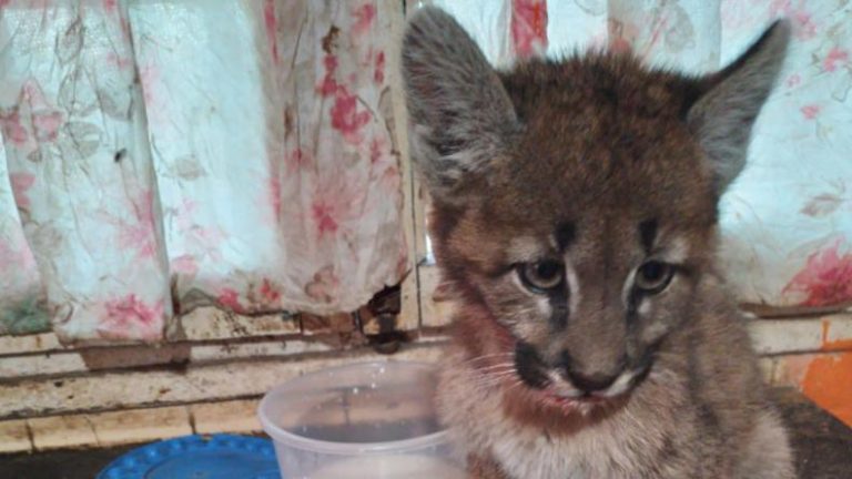 Rescataron un cachorro de puma de una estancia en Rio Cuarto