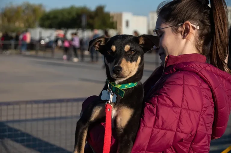 Río Cuarto: Cómo acceder a una adopción responsable de perros y gatos